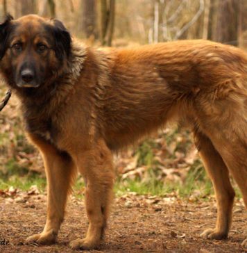 Tiere Suchen Ein Zuhause Medienportal Grimma