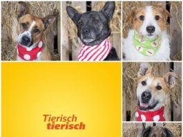 Foto: Tierheim