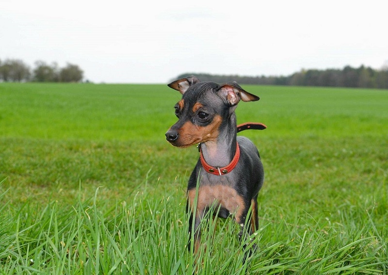 Chihuahua Mix Sucht Neues Zuhause