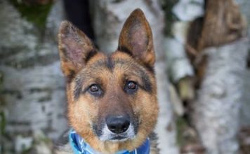 Tiere Suchen Ein Zuhause Medienportal Grimma