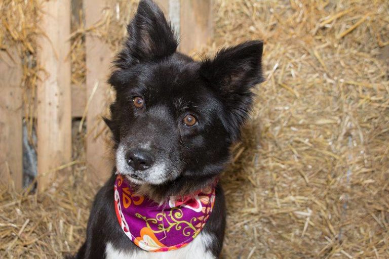 Border Collie Sucht Dringend Neues Zuhause Border Collie Mischling „Bikini“ sucht neues Zuhause | Medienportal Grimma