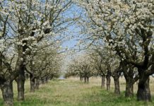 Obstblütenwanderung um Mutzschen