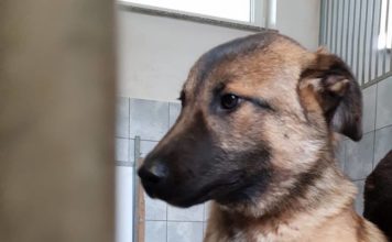 Tiere Suchen Ein Zuhause Medienportal Grimma