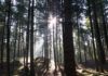 Wald