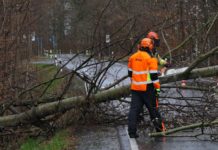 Archivbild/Baum auf Straße