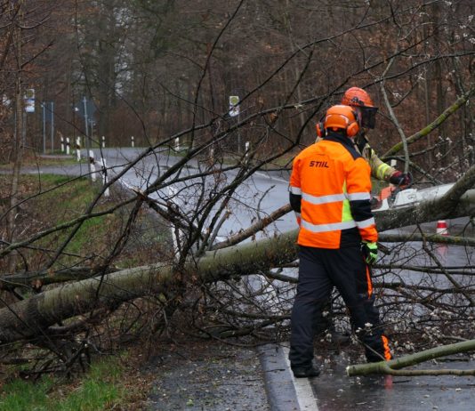 Archivbild/Baum auf Straße