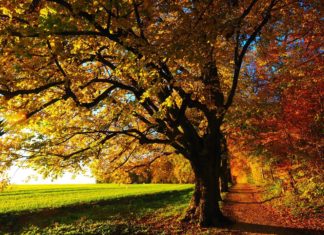 Herbstfest in Bernbruch. Unterhaltung für die ganze Familie