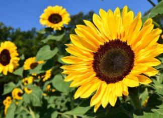 Sonne satt und bis zu 26 Grad: So startet Sachsen in die neue Woche