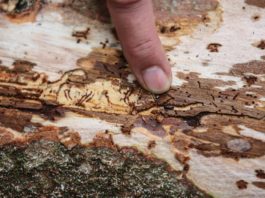 Borkenkäfer vermehren sich unter der Rinde und bringen die Bäume bei einem Massenbefall zum Absterben (© Archiv Sachsenforst)