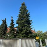 Leipziger Weihnachtsbaum 2023 kommt aus Torgau. Foto: Stadt Leipzig