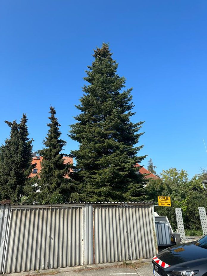 Leipziger Weihnachtsbaum 2023 kommt aus Torgau. Foto: Stadt Leipzig