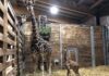 Giraffenkuh Tamika mit Jungtier am frühen Freitagmorgen Foto: Zoo Leipzig