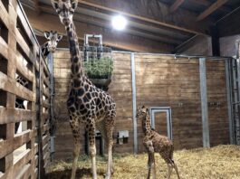 Giraffenkuh Tamika mit Jungtier am frühen Freitagmorgen Foto: Zoo Leipzig