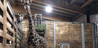 Giraffenkuh Tamika mit Jungtier am frühen Freitagmorgen Foto: Zoo Leipzig