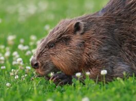 Stadtverwaltung Grimma erhält Zukunftspreis für Umweltschutz