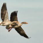 Am Südufer des Markkleeberger Sees wurde vor einigen Tagen eine tote Graugans aufgefunden