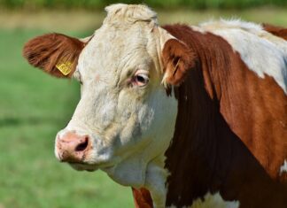 Neues Virus erreicht Sachsen: Shamonda erstmals bei Rindern nachgewiesen
