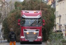 Ankunft des Weihnachtsbaumes in Grimma