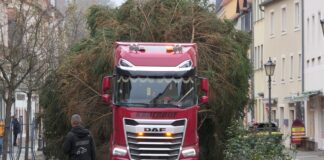 Ankunft des Weihnachtsbaumes in Grimma