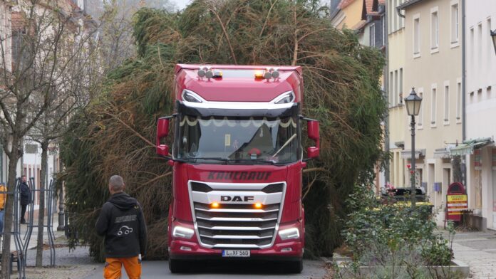 Ankunft des Weihnachtsbaumes in Grimma