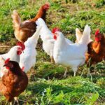 chicken-2789493_1280