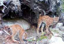Rückkehr der Wildkatze: Erster Luchsnachwuchs in Sachsen seit 300 Jahren