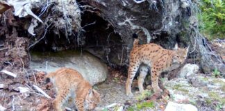 Rückkehr der Wildkatze: Erster Luchsnachwuchs in Sachsen seit 300 Jahren
