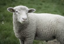 Tierquälerei in Grimma-Draschwitz: Unbekannte schneiden Lamm beide Ohren ab