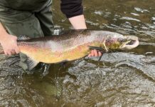 Lachse kehren in ihre Laichgewässer nach Sachsen zurück