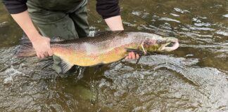 Lachse kehren in ihre Laichgewässer nach Sachsen zurück