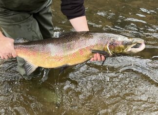 Lachse kehren in ihre Laichgewässer nach Sachsen zurück