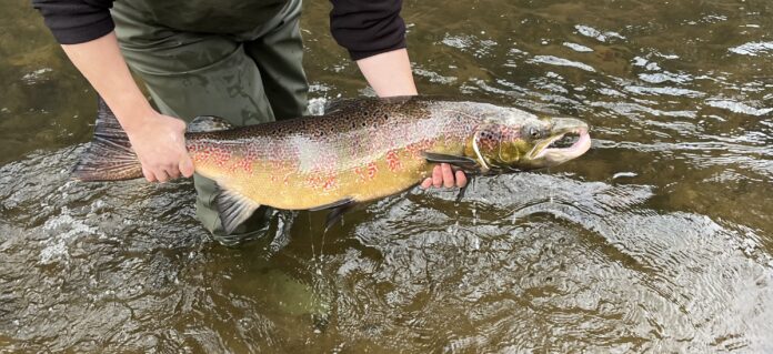 Atlantischer_Lachs_14112025