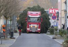 Weihnachtsbaum aufgestellt: Grimma startet in die Adventszeit