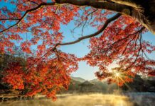 Ruhiges und mildes Herbstwetter in Sachsen: Sonne, Wolken und kein Regen in Sicht