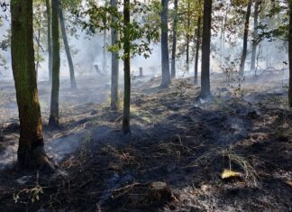 Waldbrand-Drama als Übung: Stadt Grimma testet Krisenstab unter Realbedingungen