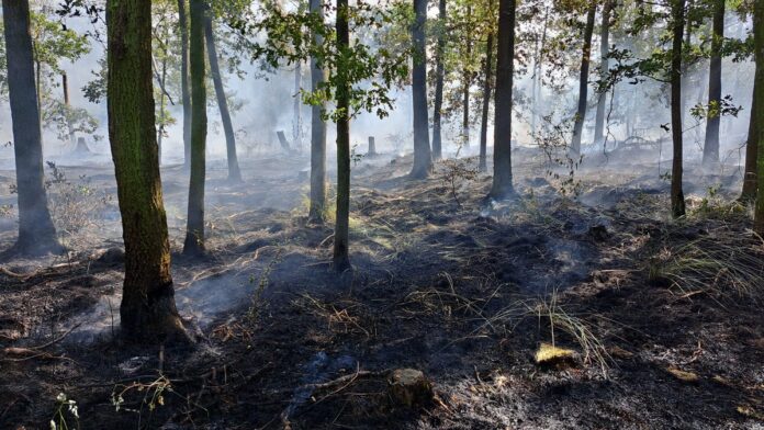 Archiv Waldbrand im Klosterholz 2022