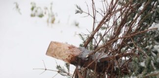 Entsorgung ausgedienter Weihnachtsbäume und Kleidung