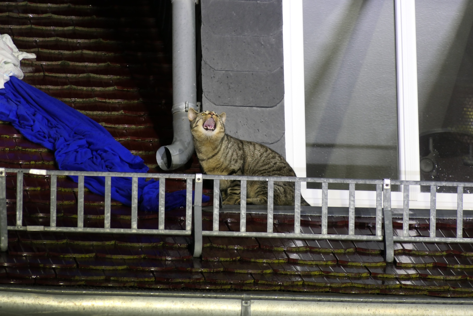 Lautstark machte der Stubentiger auf sich aufmerksam