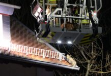 Feuerwehr rettet Katze vom Dach