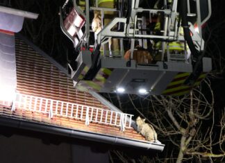Feuerwehr rettet Katze vom Dach
