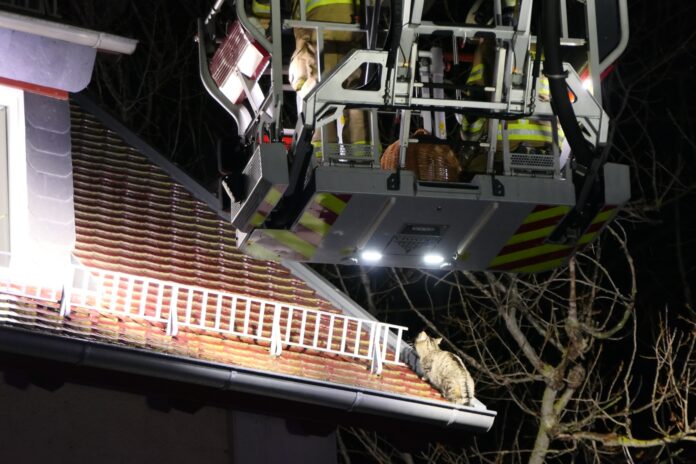 Feuerwehr rettet Katze vom Dach