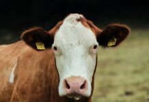 Keine Tiertransporte aus Sachsen in den Nahen Osten