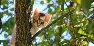 Frist verlängert: Umfrage zur Situation der freilebenden Katzen in Sachsen – jetzt teilnehmen!