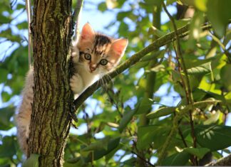 Frist verlängert: Umfrage zur Situation der freilebenden Katzen in Sachsen – jetzt teilnehmen!