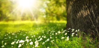 Sommer-Comeback in Sachsen: Temperaturen schießen nach oben