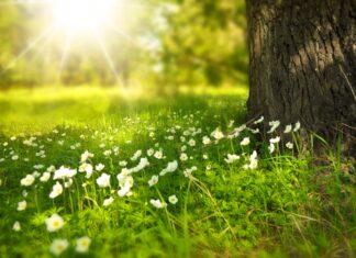 Sommer-Comeback in Sachsen: Temperaturen schießen nach oben