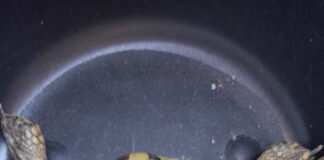 Schildkröte in Grechwitz gefunden: Landkreis sucht Eigentümer