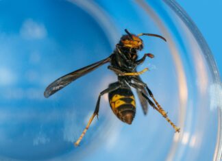 Asiatische Hornisse erstmals in Sachsen nachgewiesen: Behörden suchen Nest in Leipzig
