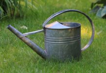 BaumWege Grimma: Jungbäume brauchen jetzt Unterstützung