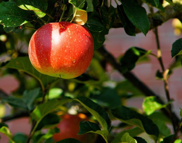 kapa65-apple-429213